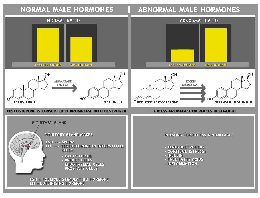 pic Ab male hormones