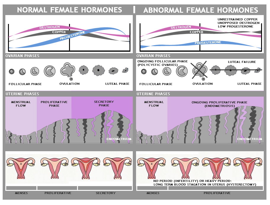 pic female horms