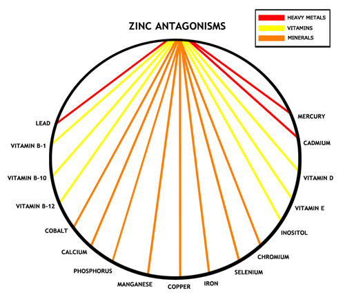 zinc_antagonismsAsml